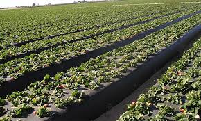 تصویر 4 از نایلون مالچ کشاورزی با کیفیت بالا و دوام طولانی